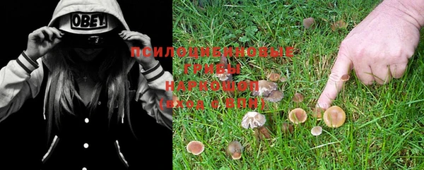 PSILOCYBIN Аркадак